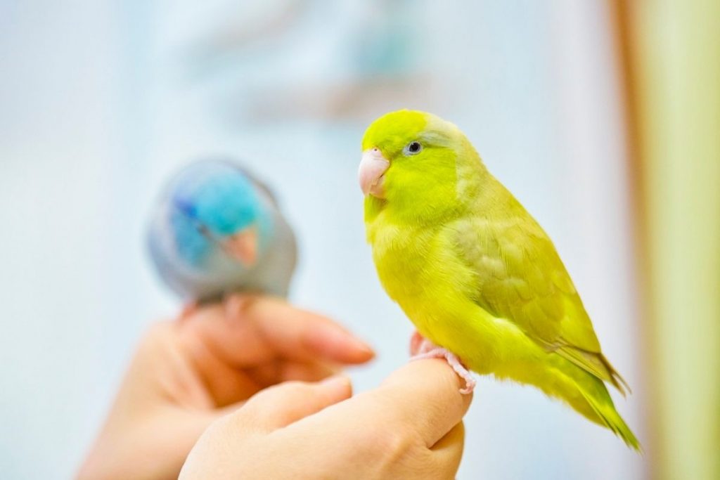 セキセイインコ 魅力